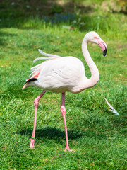 Pretty flamingo in Zoo Bochum, North Rhine-Westphalia, Germany - 736958356