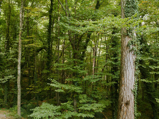 gloomy old pine forest. for background and text