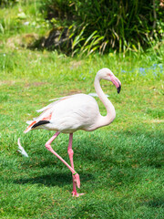 Pretty flamingo in Zoo Bochum, North Rhine-Westphalia, Germany - 736958591