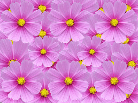 Pinkfarbene Schmuckk&ouml;rbchen (cosmea) Bl&uuml;ten