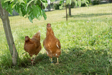 huhn vogel tier wiese