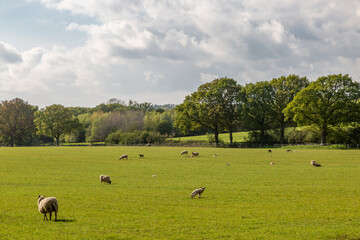 Ewes and lambs grazing in the Sussex sunshine, on a spring day