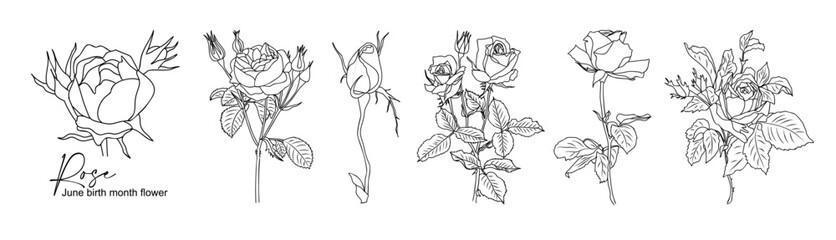 Rose June Birth month flower line art vector illustrations set isolated on transparent background. Modern minimalist design for logo, tattoo, wall art, poster, packaging, stickers. Black ink sketch.