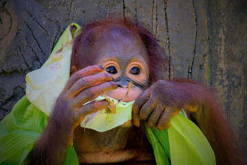 An baby orangutan in a conservation © Riadi