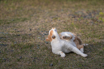 くつろぐ猫　茶トラ白