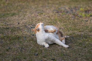 くつろぐ猫　茶トラ白