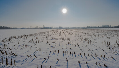 Pokryte śniegiem pole ściętej kukurydzy w mgliste styczniowe popołudnie.Przedmieścia Ostrowca...