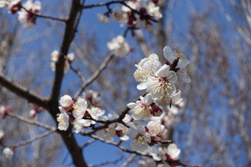 Florescence of apricot tree against blue sky in March