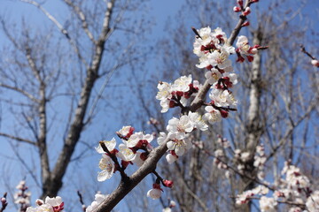 Flowering branch of apricot tree against blue sky in March