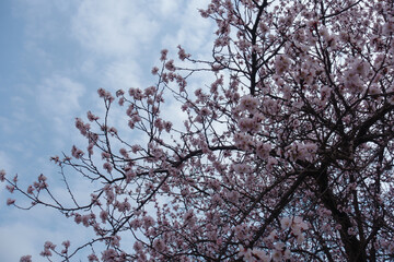 Hazy sky and pink flowers of apricot tree in March