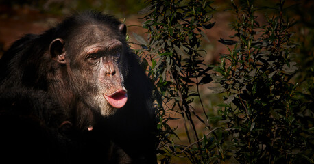 Close-up of chimpanzee with exaggerated facial expression. Copy sapace