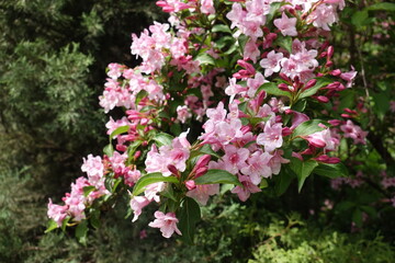 Quite a bit pink flowers of Weigela florida in mid May