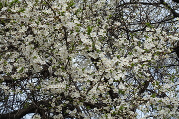 Fototapeta premium Lots of white flowers of cherry tree in March