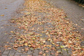 Straße mit Herbstlaub bedeckt, Nordrhein-Westfalen, Deutschland, Europa