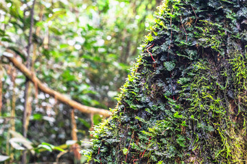 ferns, natural forest, trees, mist, water drops, sunlight, quiet and beautiful.
