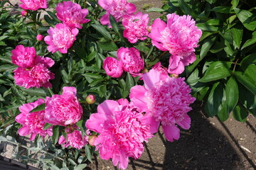 Fototapeta premium Group of vibrant pink flowers of common peonies in May