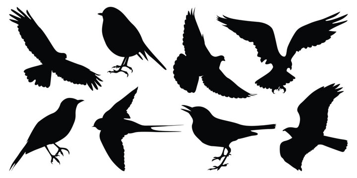 Flying and Sitting Bird Silhouettes vector