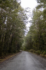 Fototapeta na wymiar path between trees on cloudy day in Te Anau, New Zealand