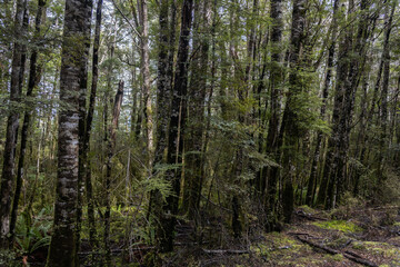 Fototapeta premium texture of tall trees in cloudy day