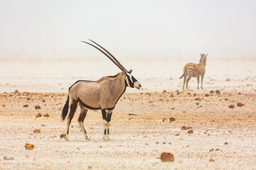 Gemsbok (Oryx gazella) and a Zebra during a sandstorm in Etosha National Park, Namibia
