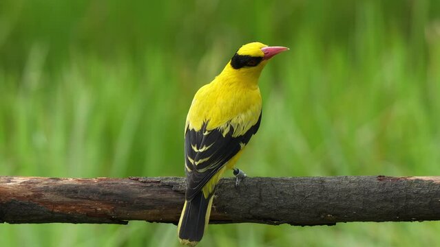 Black-naped oriole, oriolus chinensis with bright golden yellow plumage, perching on a horizontal wood log, curiously wondering around its surrounding environment, spread its wings and fly away.