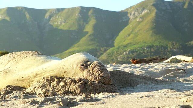 Southern Elephant Seal rests comfortably on famous Onrus beach for annual moult