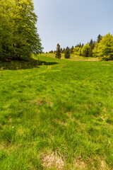 Hala Rycerzowa mountain meadow in springtime Beskid Zywiecki mountains in Poland