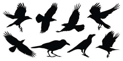 Flying Crow or Raven Silhouettes vector