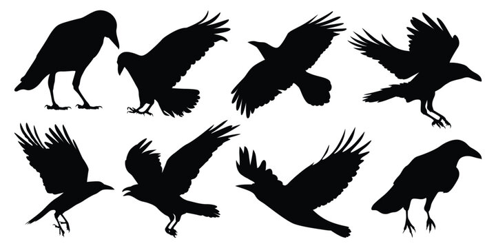 Flying Crow or Raven Silhouettes vector