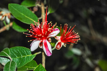 Rote Blüten