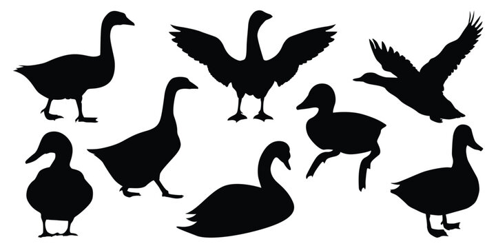 Duck Silhouettes vector illustration