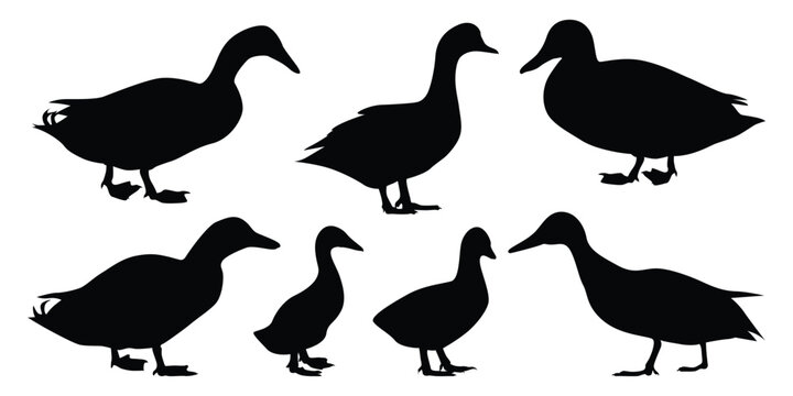 Duck Silhouettes vector illustration