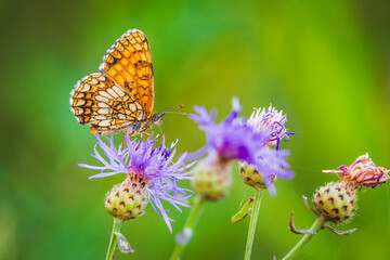 Butterfly sitting on a beautiful flower. Butterfly close up shot.