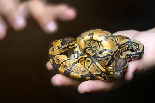 Ball python (python regius) crawling on keeper&rsquo;s hand and some hand attempt to touching them. Beginner and popular snake for kid with selective focus and copy space. Background for exotic pet concept.