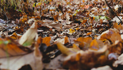 Panoramic Bottom View Of A Forest Soil Covered With Beauty Fallen Leaves With Soft Focus 
