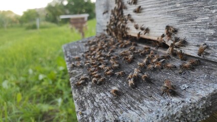 a family of bees in an old vintage hive