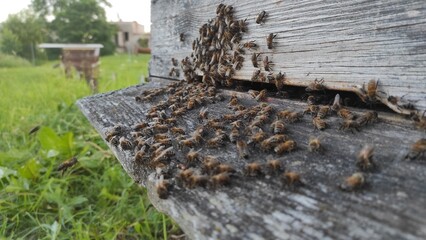a family of bees in an old vintage hive