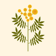 Vector yellow flower illustration. Modern flat Mimosa flower with leaves on pastel background. Stylized Australian Wattle plant drawn in folk style with brush texture for cards, textile, decoration - obrazy, fototapety, plakaty