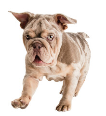 Fototapeta premium Purebred Merle French Bulldog with funny muzzle expression, running, playing isolated on transparent background. Concept of domestic animals, pet friend, care, vet, health