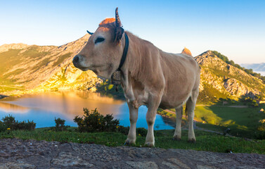 Mountain cow sits on a lawn in a national park at dawn