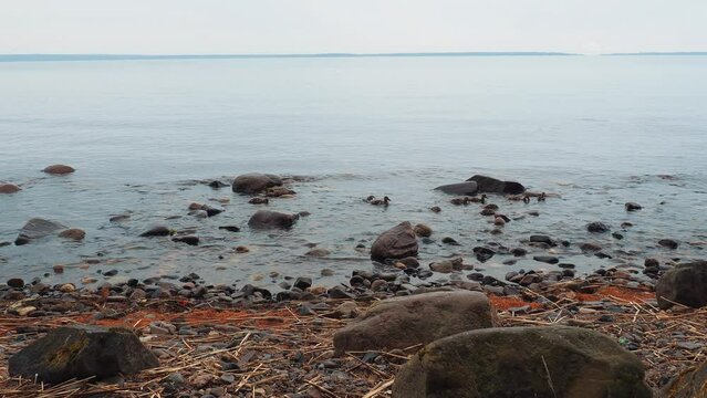 Onega Lake Karelia. Saynavolok sandy rocky beach. Stones gabbro diabase granite. Waves of water, cloudy summer weather. Orange pollen pine needles. Family ducks is swimming. Mother duck ducklings