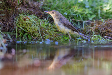 Icterine warbler (Hippolais icterina) sitting at a pond in spring.