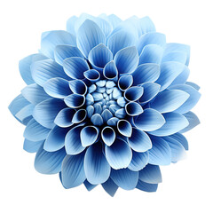 Blue flower isolated on white background cutout