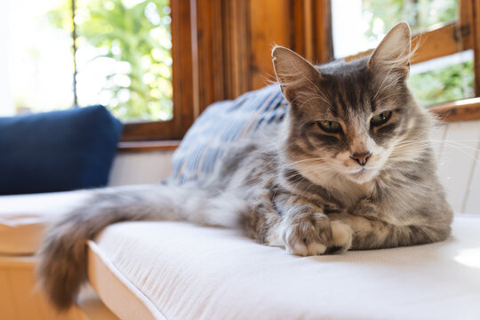 A fluffy gray cat lounges comfortably on a home sofa