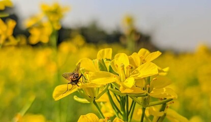 Naklejka premium Beautiful blooming flower in garden 