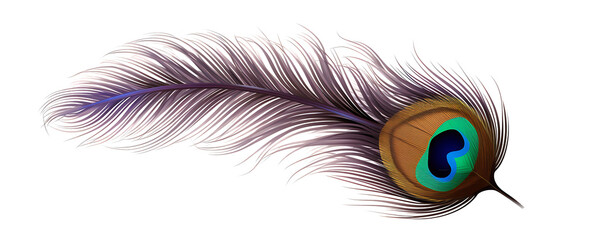 majestic peacock feather isolated on a transparent background for design layouts © RM Graphics