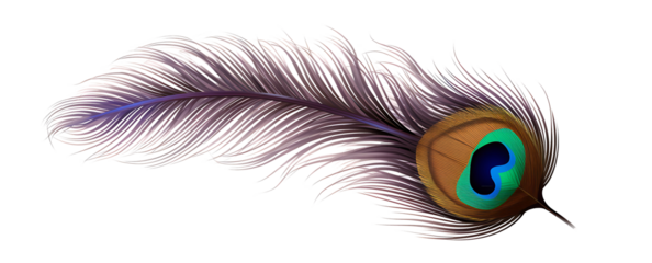 majestic peacock feather isolated on a transparent background for design layouts