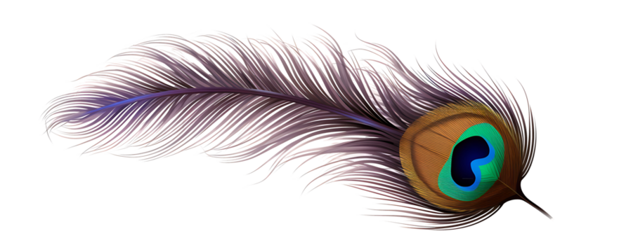 majestic peacock feather isolated on a transparent background for design layouts
