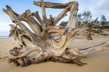 dead tree on the beach - obrazy, fototapety, plakaty