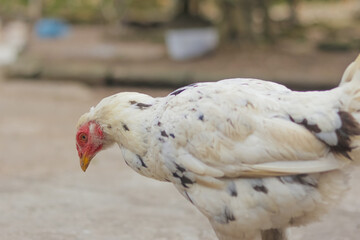 Native Indonesian female chicken looking for food in the yard